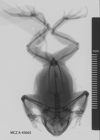 Media type: image;   Herpetology A-45665